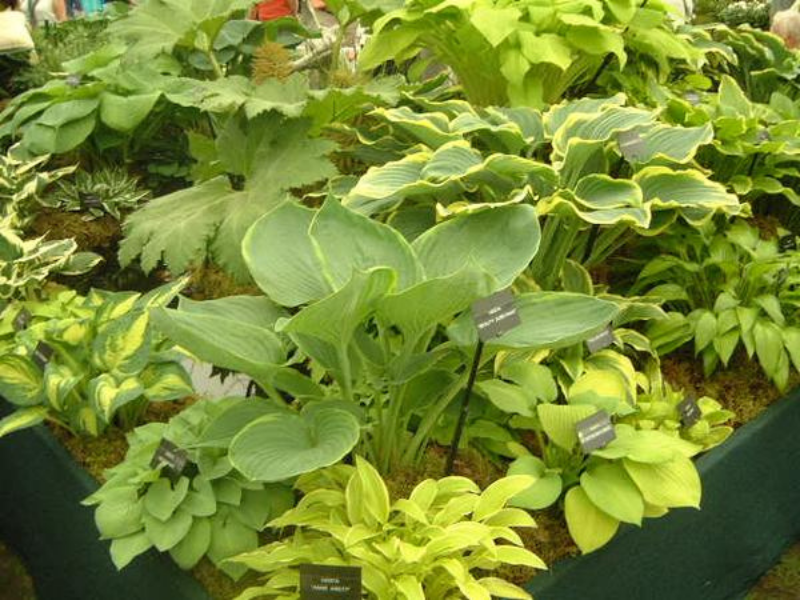 a garden of hosta plants