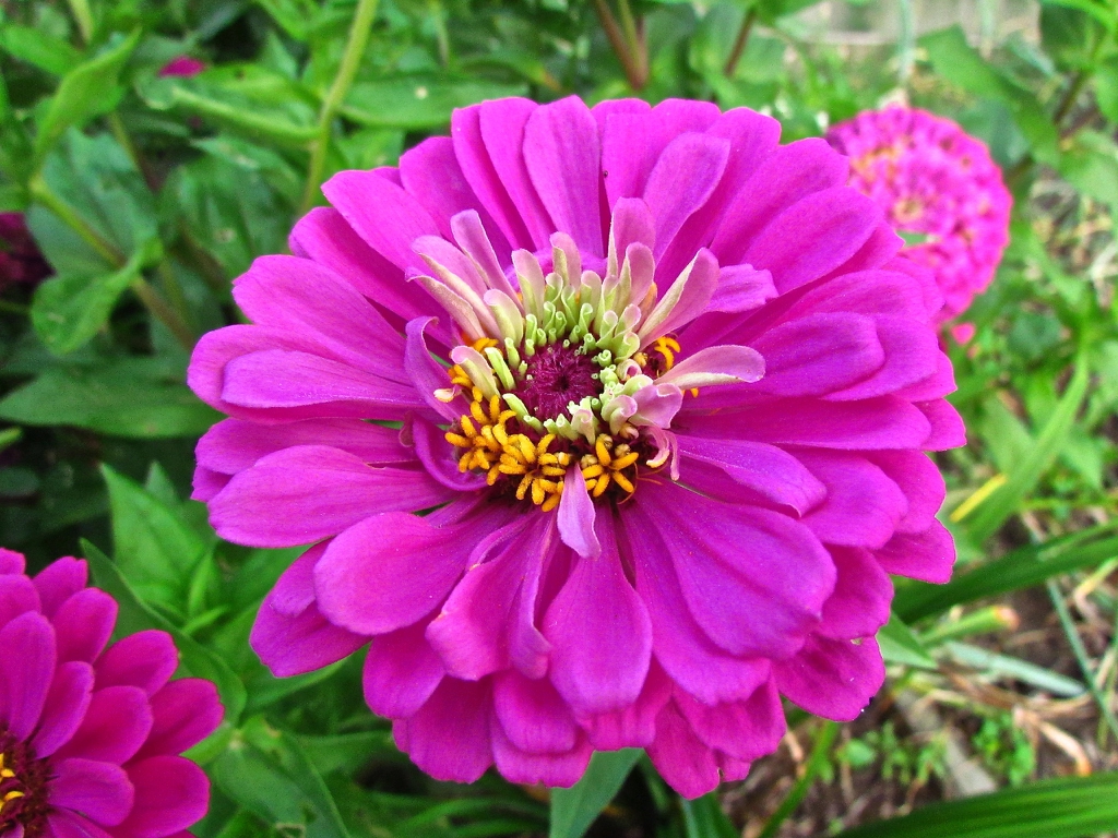 A pink zinnia flower in bloom.