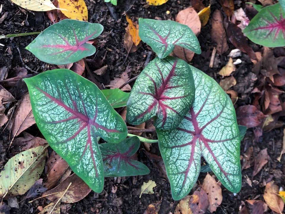 Pink variegated caladium emerges from spring soil.