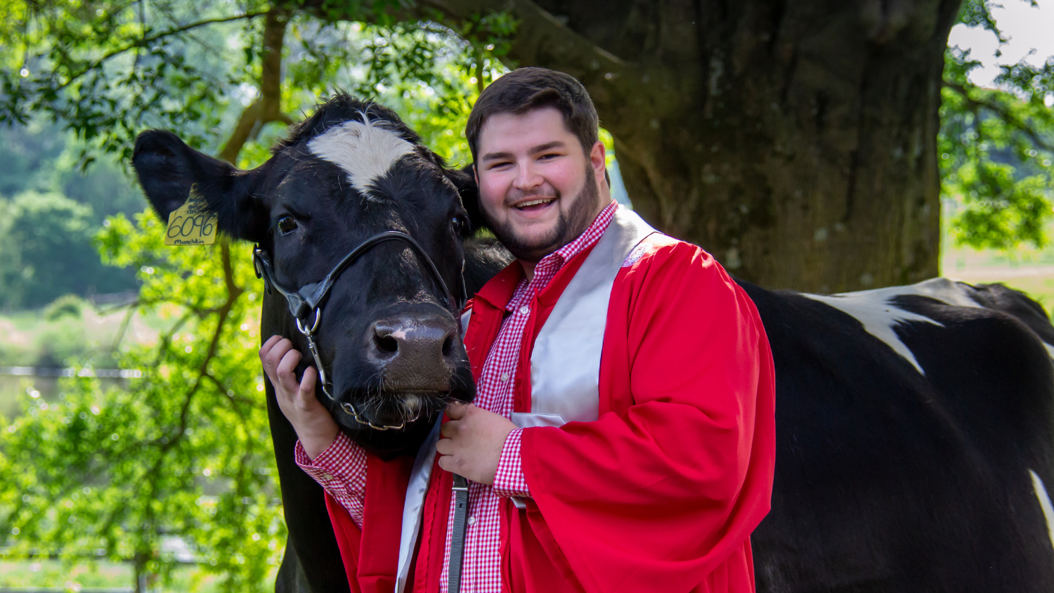 a man in a grad gown taking a picture with a cow
