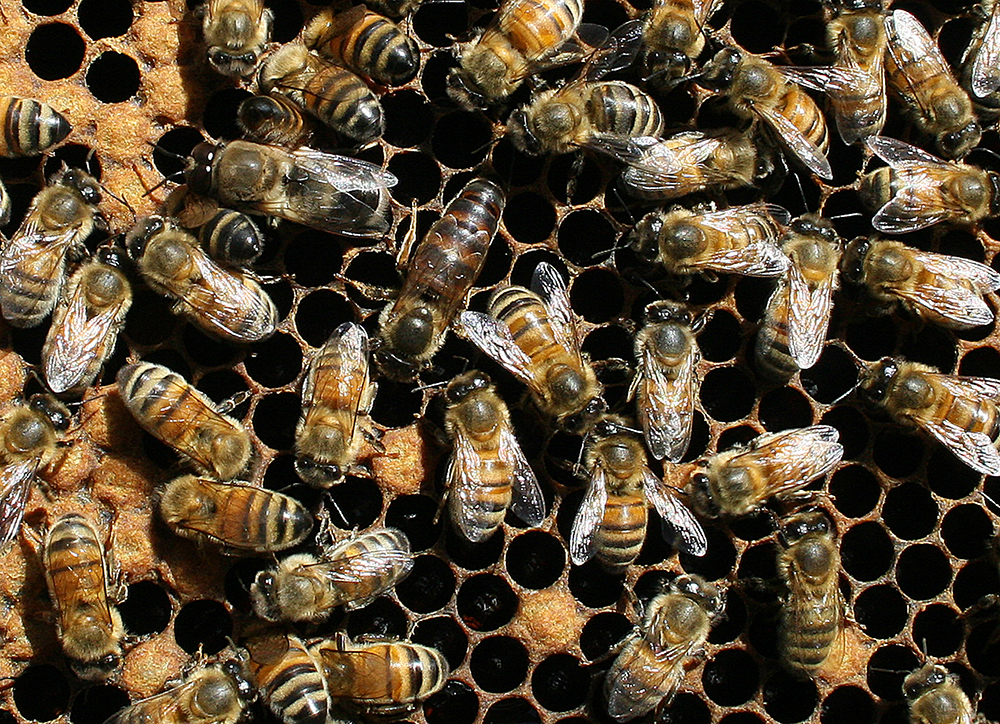 NC State Extension honey bee health