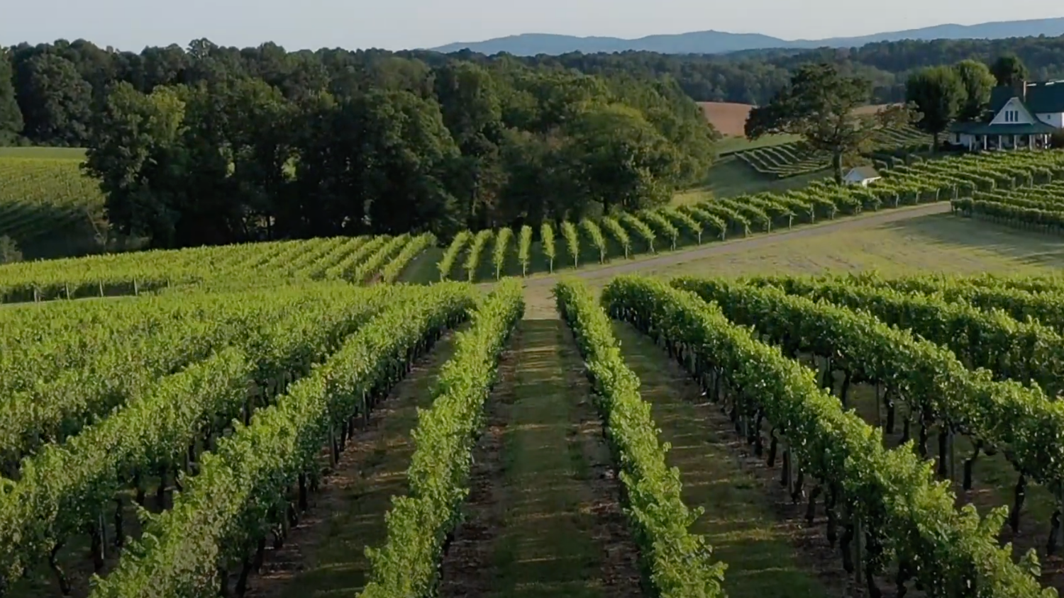 an aerial view of a vineyard in North Carolina