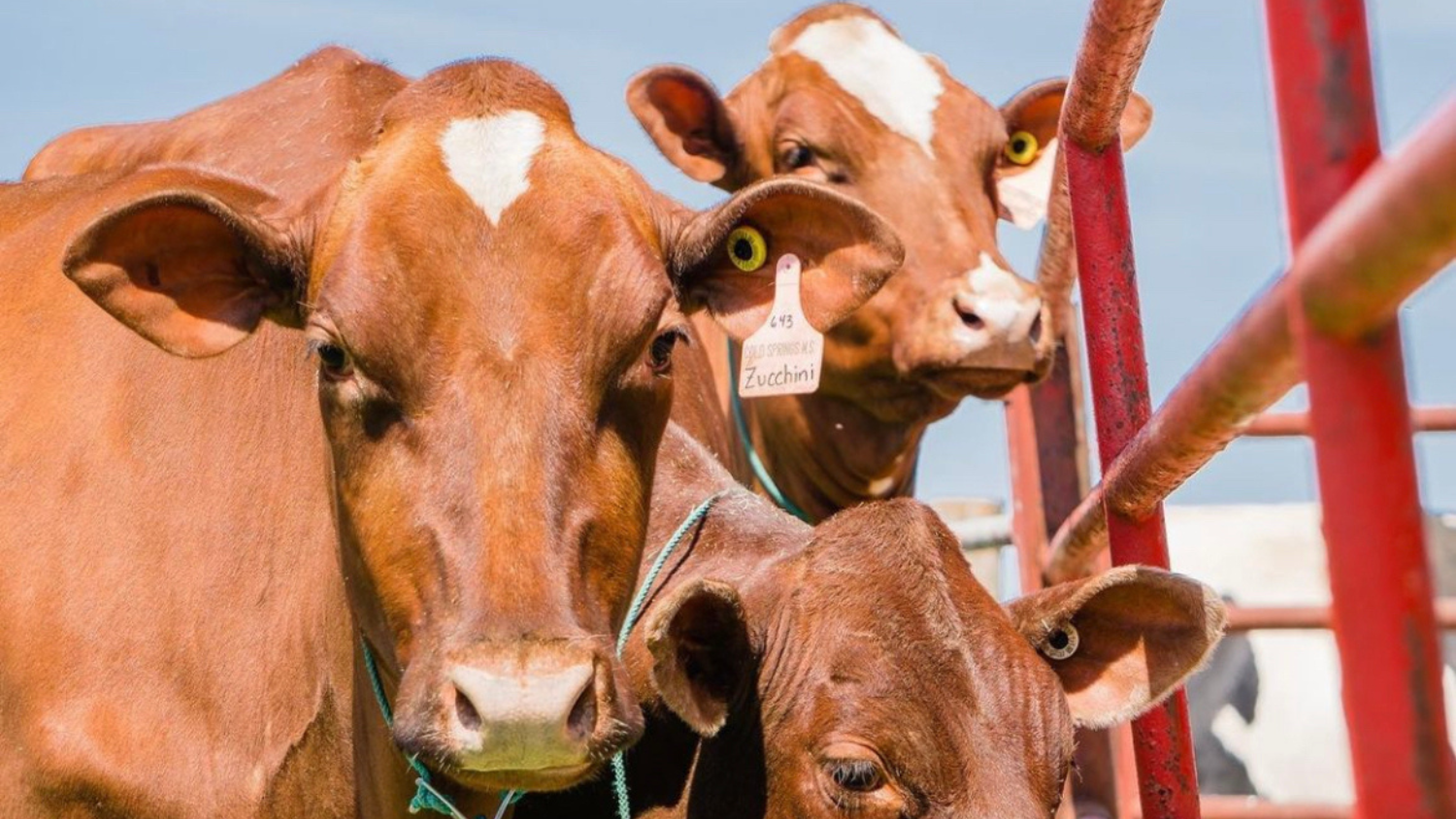 three red cows in a pasture