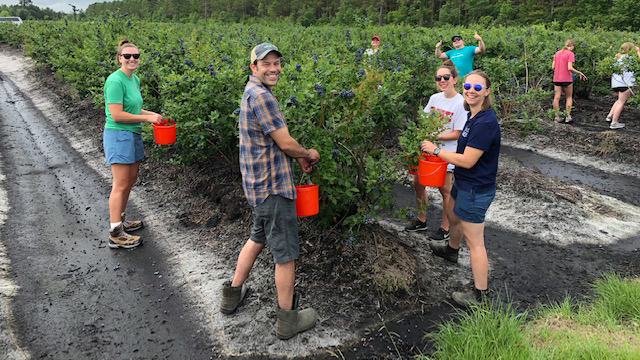 NC State Extension blueberry gleaning to help food bank