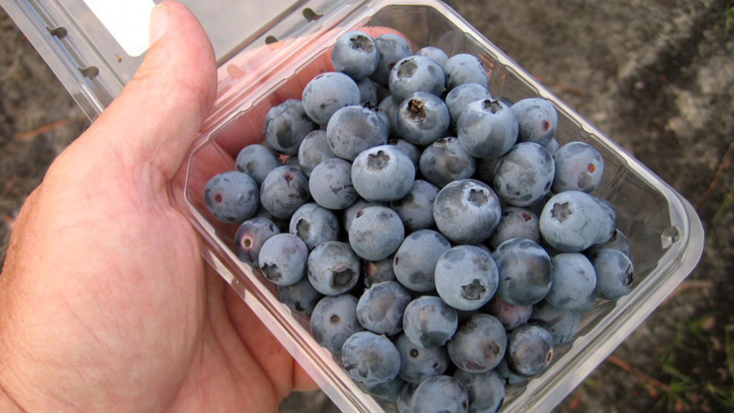 a hand holding a pint of blueberries