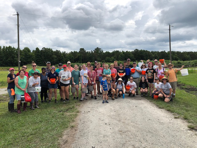 Blueberry gleaning at NC State Extension horticultural research station in Castle Hayne to benefit the Food Bank of Central and Eastern North Carolina in Wilmington 