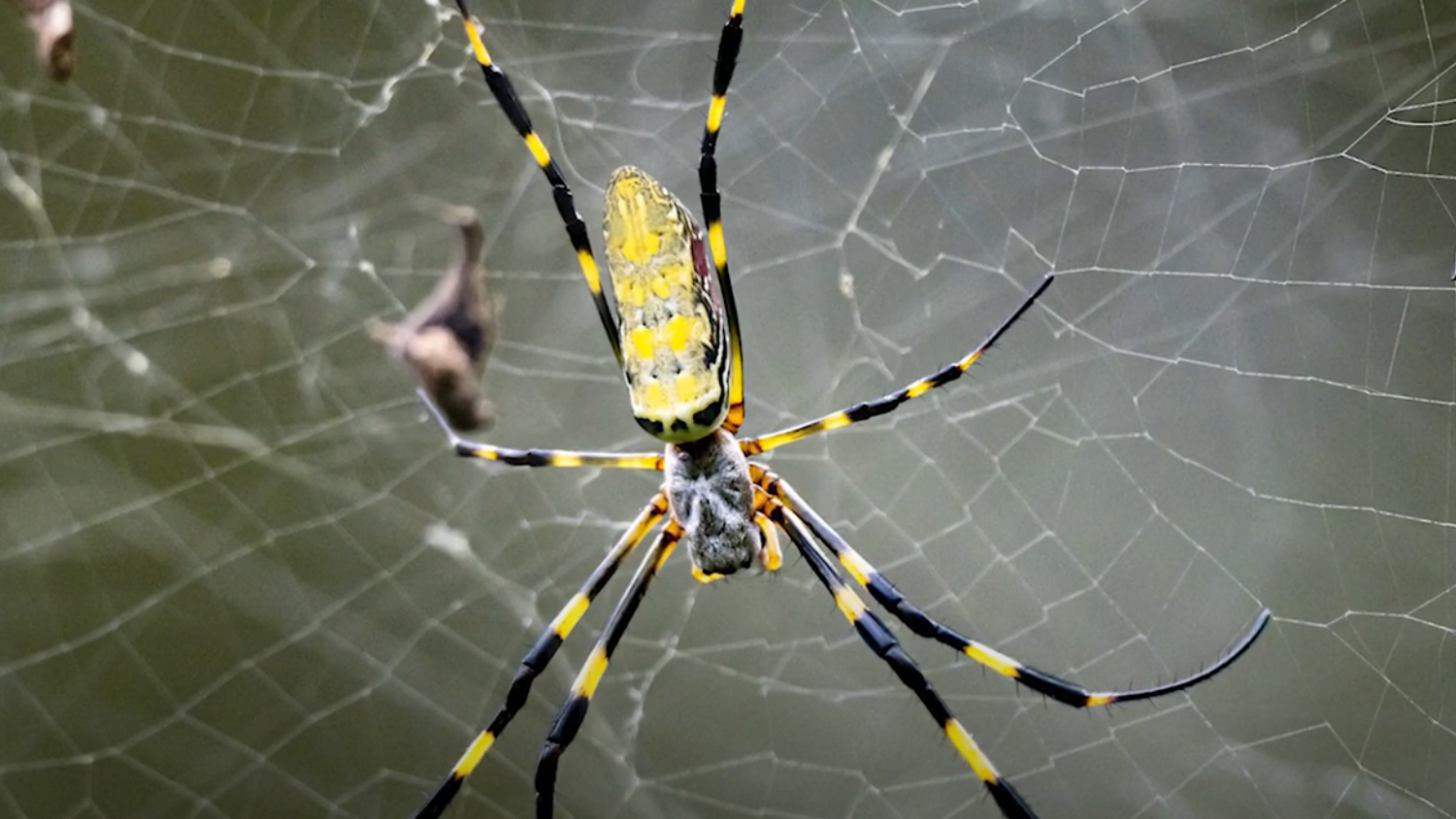 a joro spider on a web