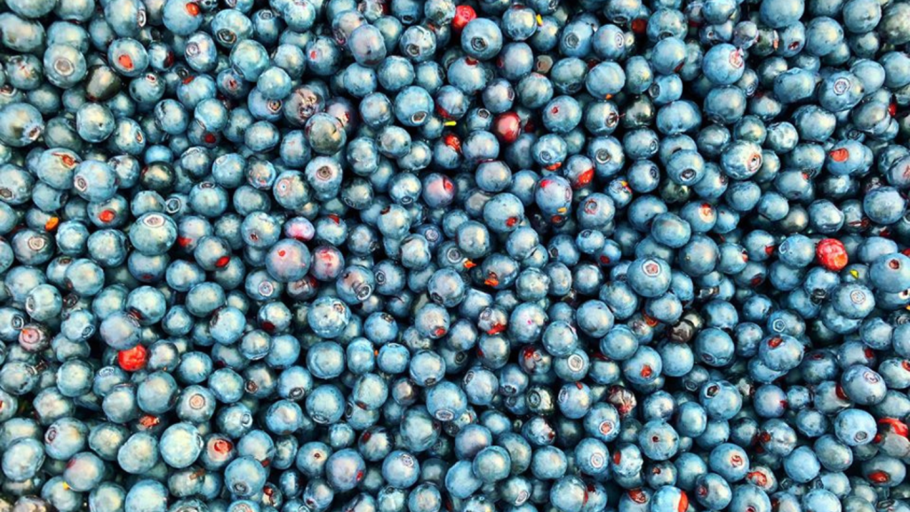 an overview of bog blueberries in Alaska