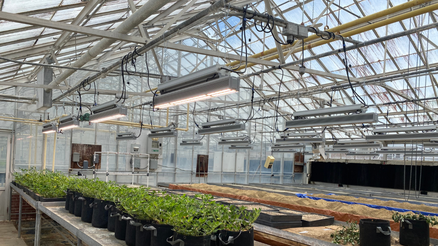 a greenhouse with new growlights