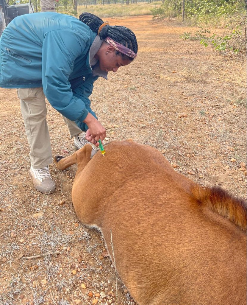 A woman administering vitamins to an antelope