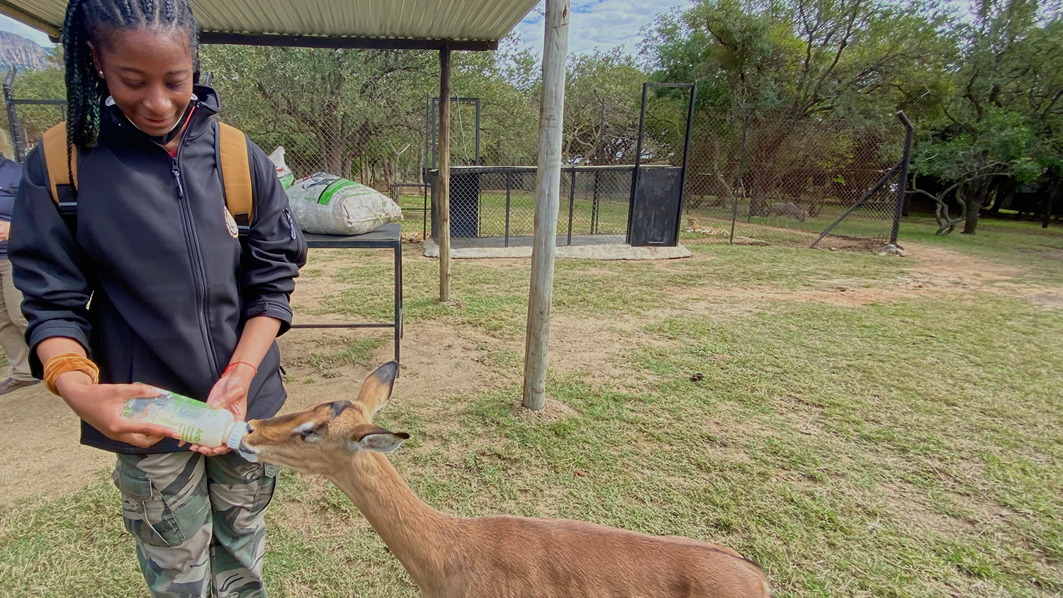 Young woman feeding an impala