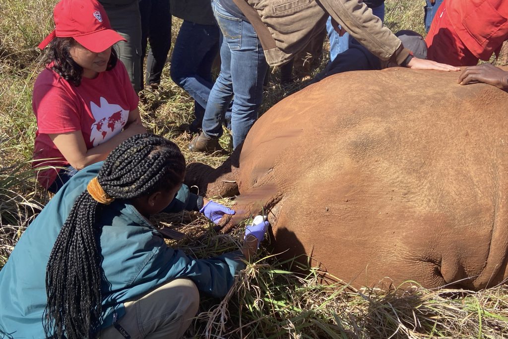 Study abroad students examine a rhino
