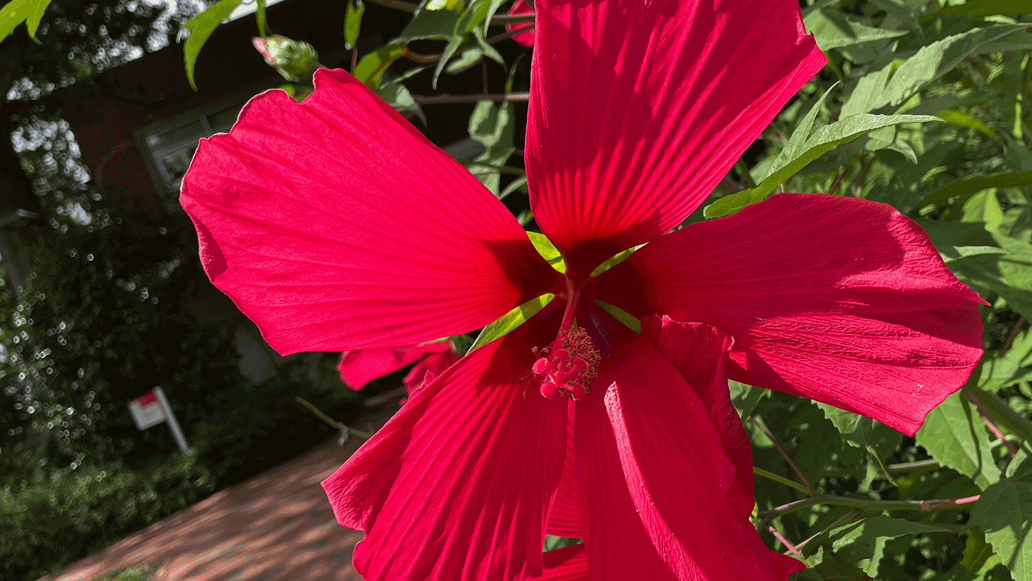 a close up photo of a Hibiscus flower
