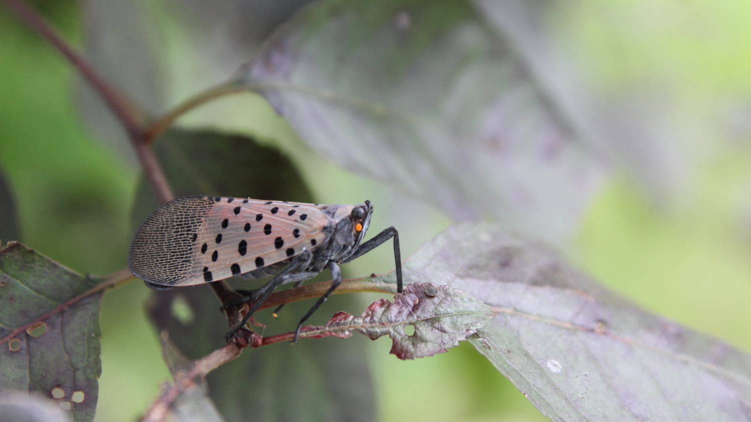 a spotted lanternfly on a plant