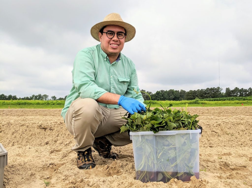 Camilo Parada Rojas prepares to transplant infected sweet potato cuttings