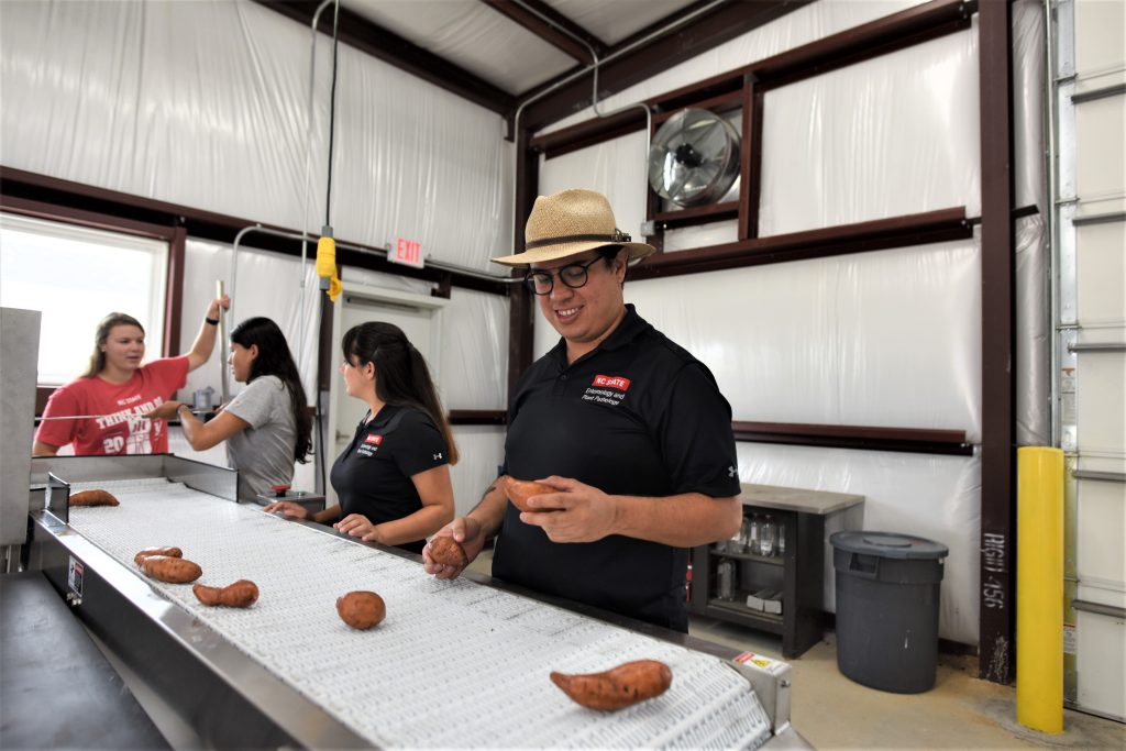 Parada Rojas inspects sweetpotatoes for black rot on a pilot packing line at the Central Crops Research Station in Clayton, NC.