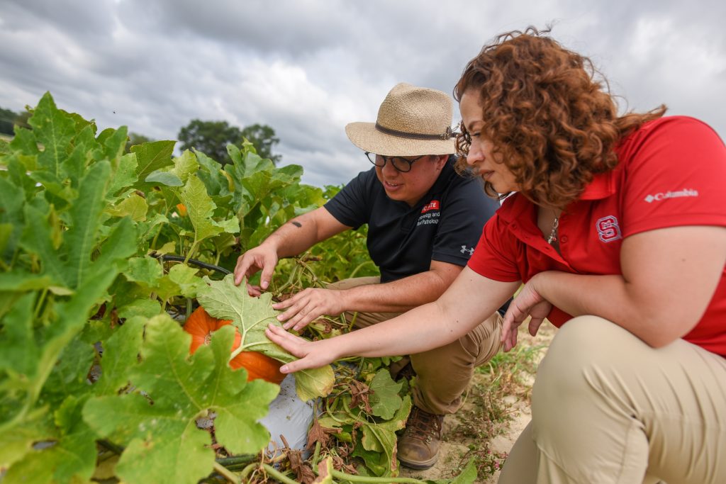 Parada Rojas and Quesada-Ocampo scout pumpkin field for plant diseases.