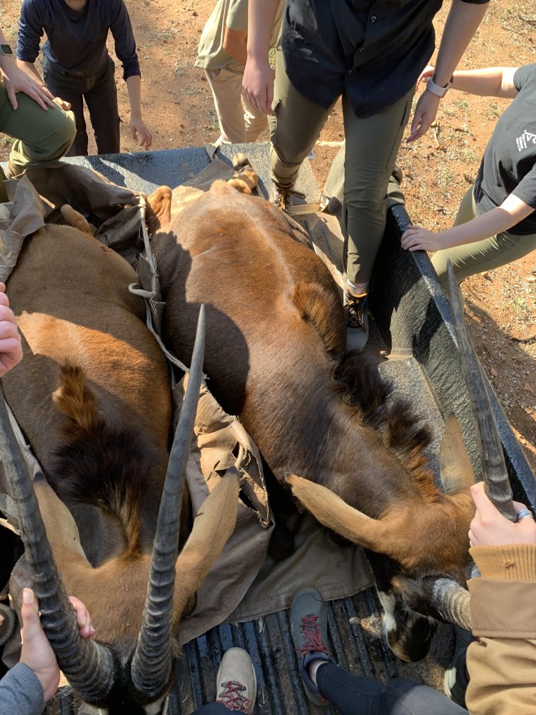 Sable antelope in a truck