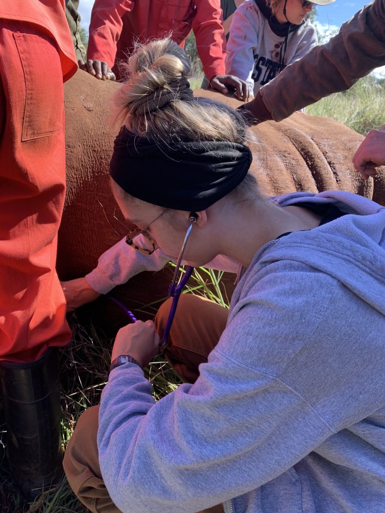 Female student examining a rhino