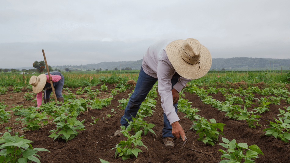 farmers working in a field