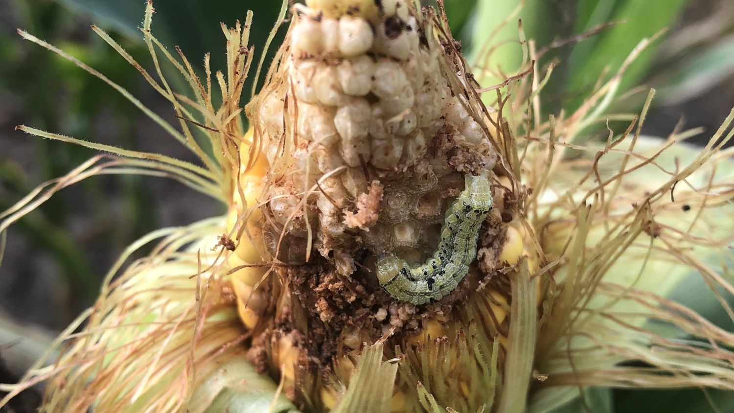 Corn earworm attacking corn plant.