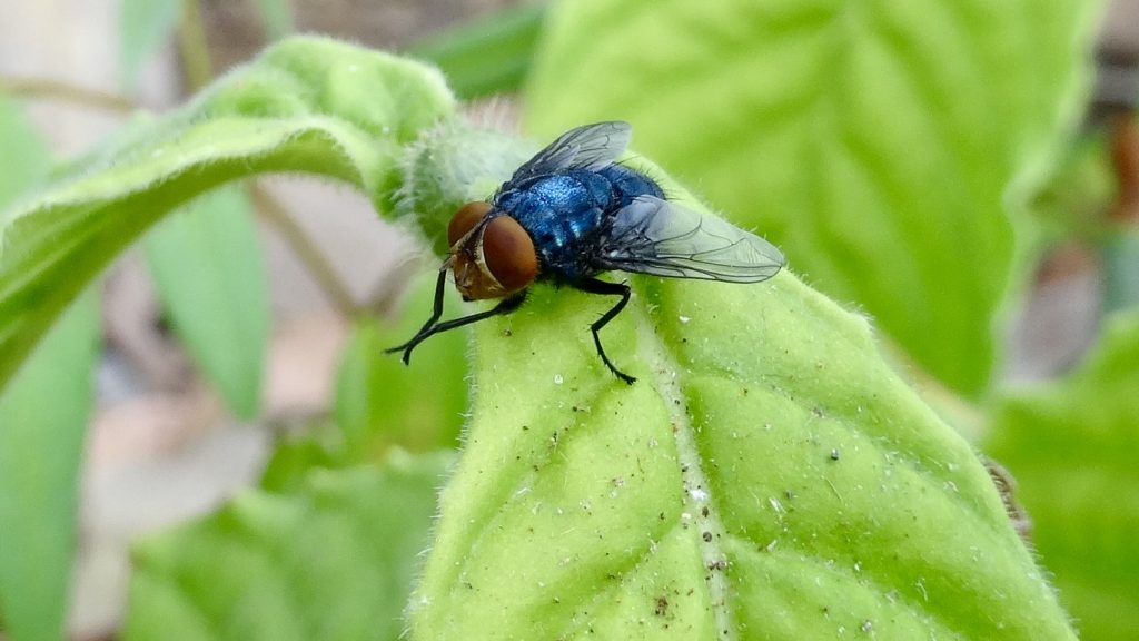 male-only screwworm during field test