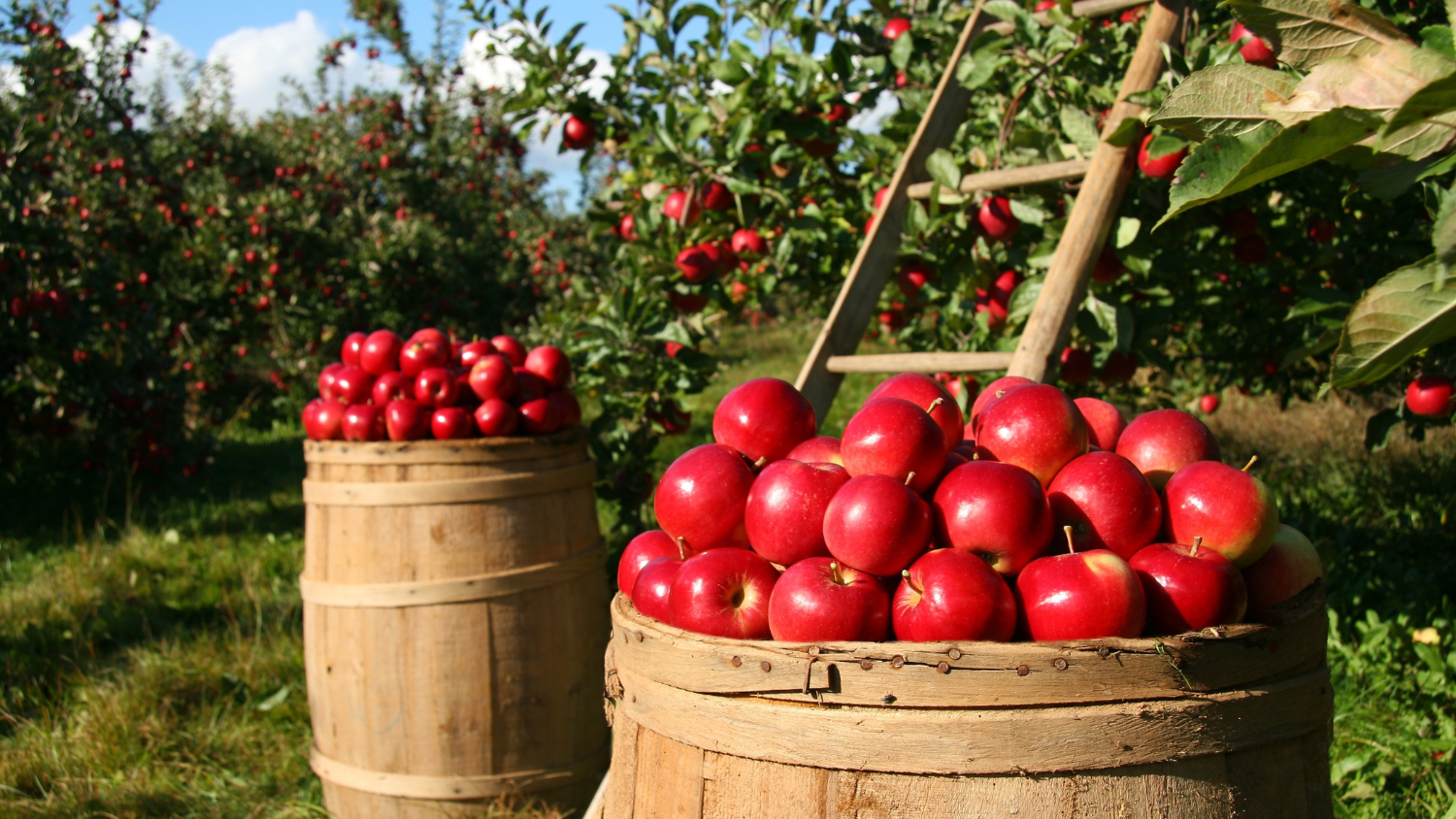 two bushels of apples in an orchard
