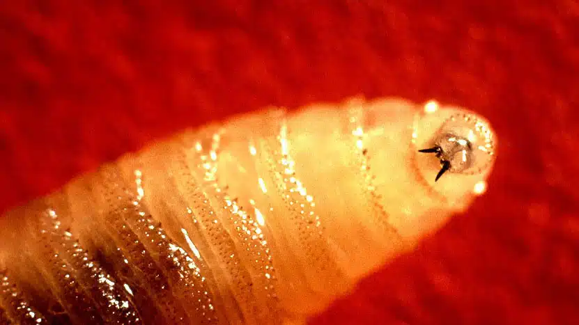 new world screwworm larva