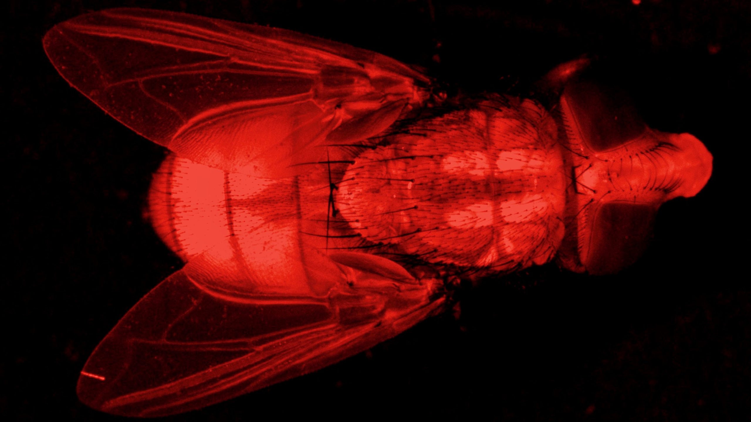 transgenic screwworm