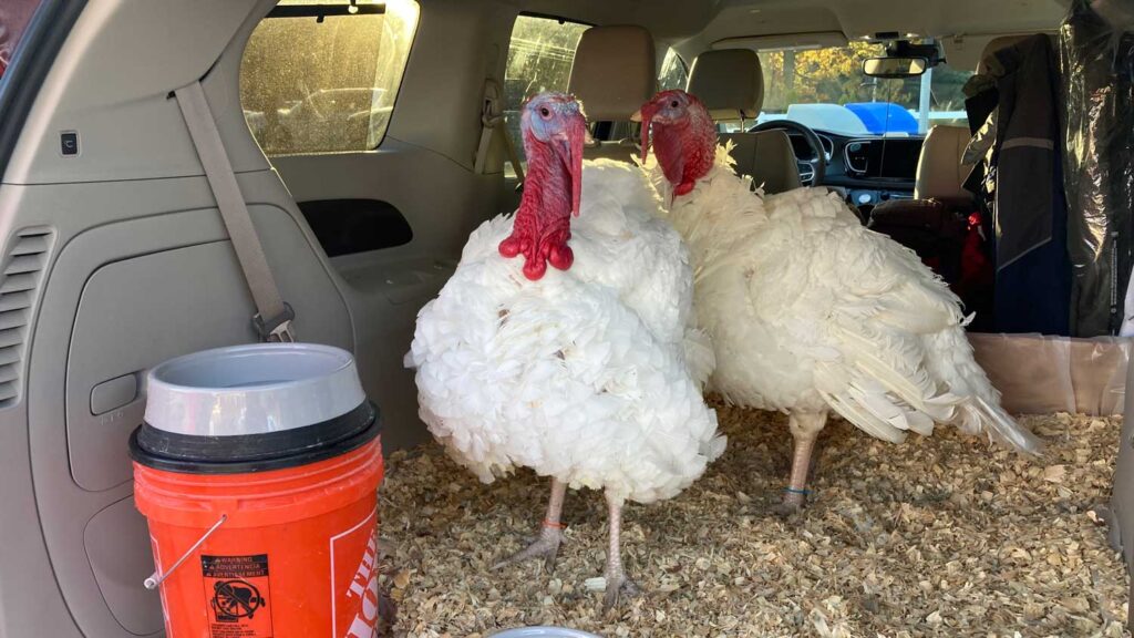 turkeys in the back of a minivan