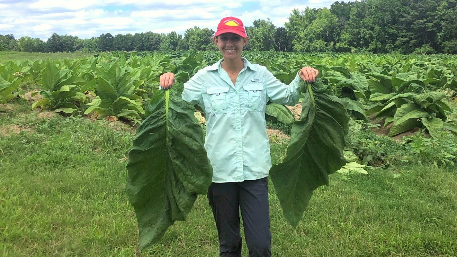 Maggie Short holds cigar wrapper leaves from one of her research plots