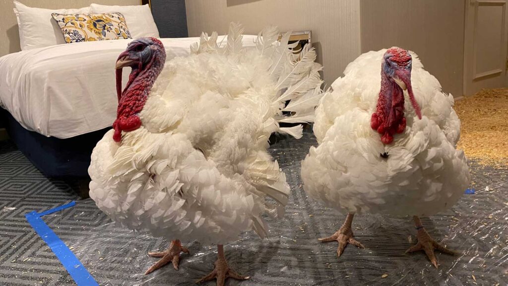 2022 National Thanksgiving Turkeys Chocolate and Chip in a hotel room in DC