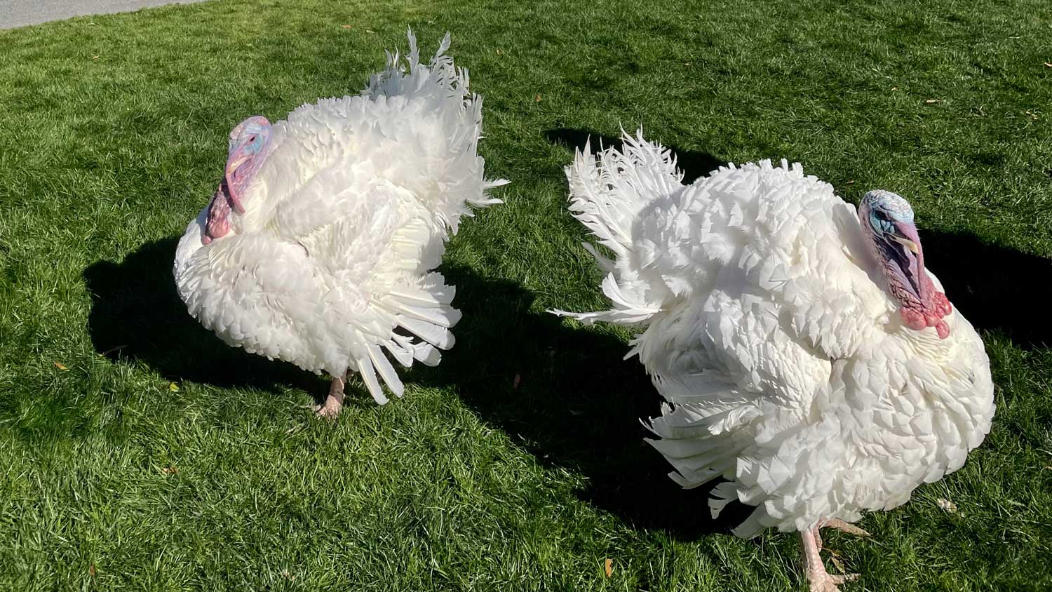 two white broad-breasted turkeys on grass