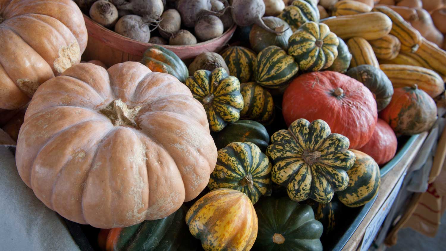 pumpkins and other fall squash and gourds
