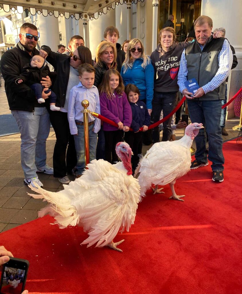 turkeys on a red carpet