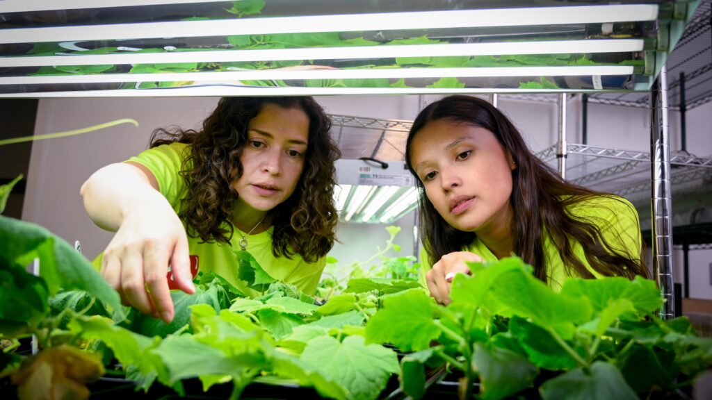 Quesada-Ocampo checking plants with her PhD student, Mariana Prieto.
