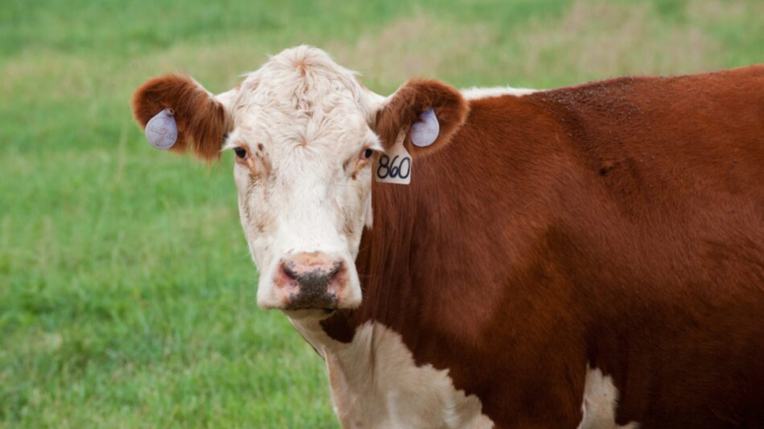 A brown and white cow in a field