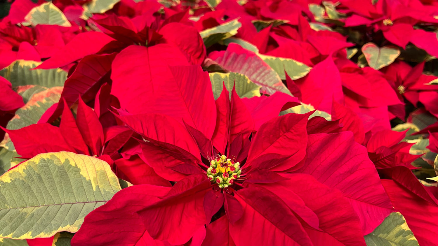 A close photo of a red poinsettia in a greenhouse