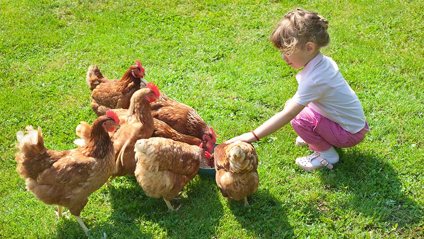 Little girl feeding chickens in the field