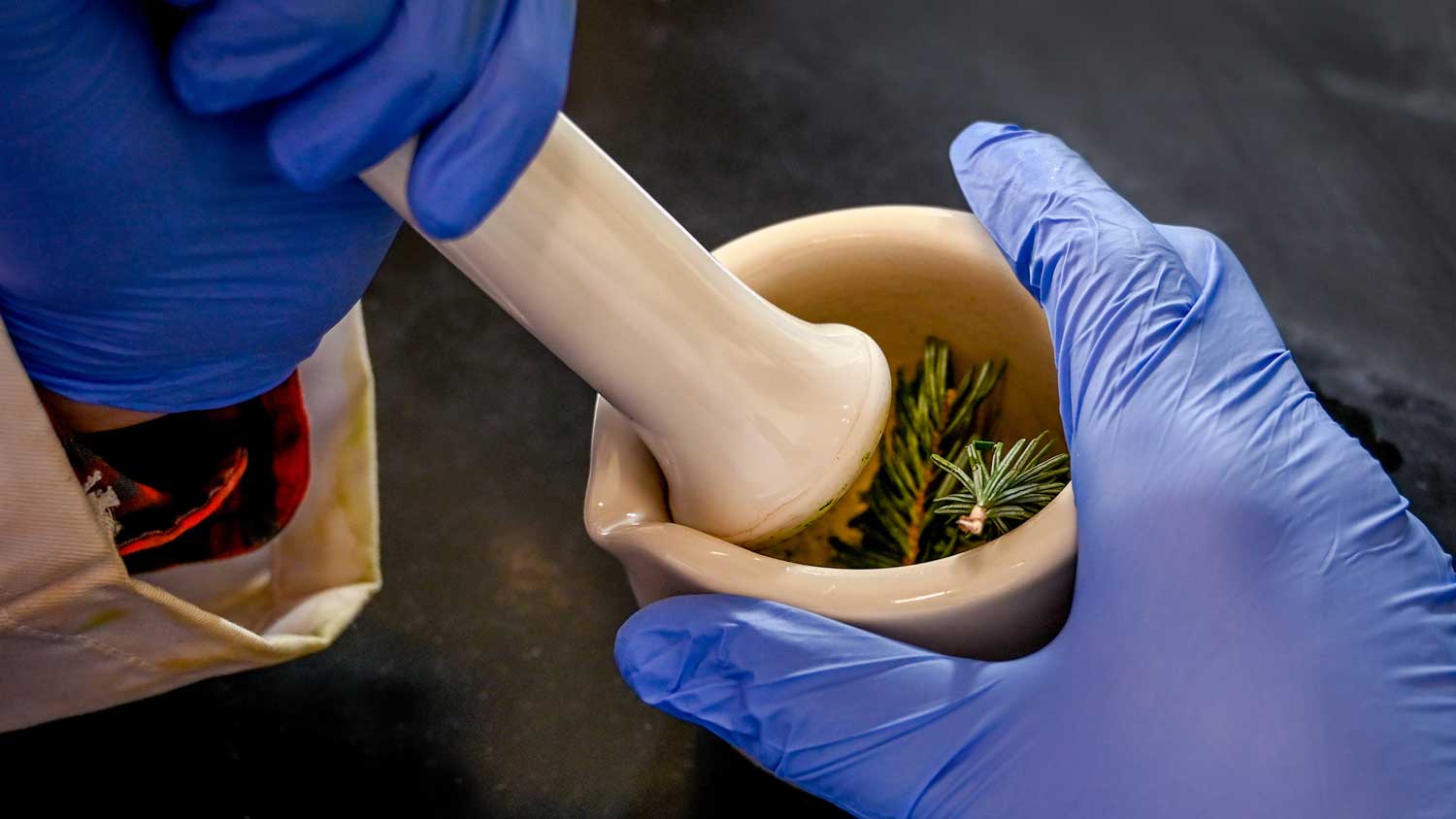 Hands grinding up Fraser fir needles.