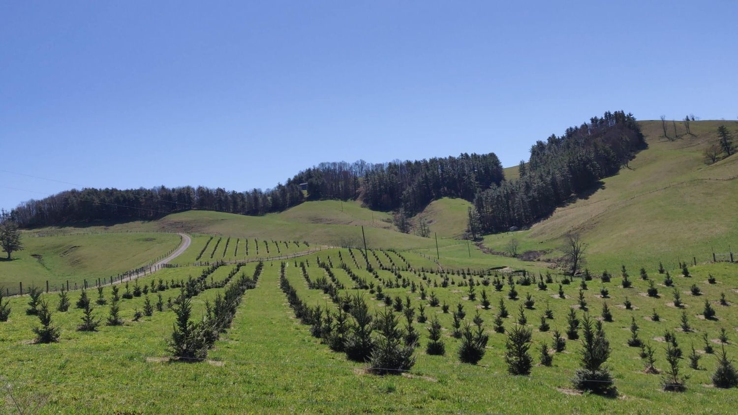 Fraser Fir Seed Orchard