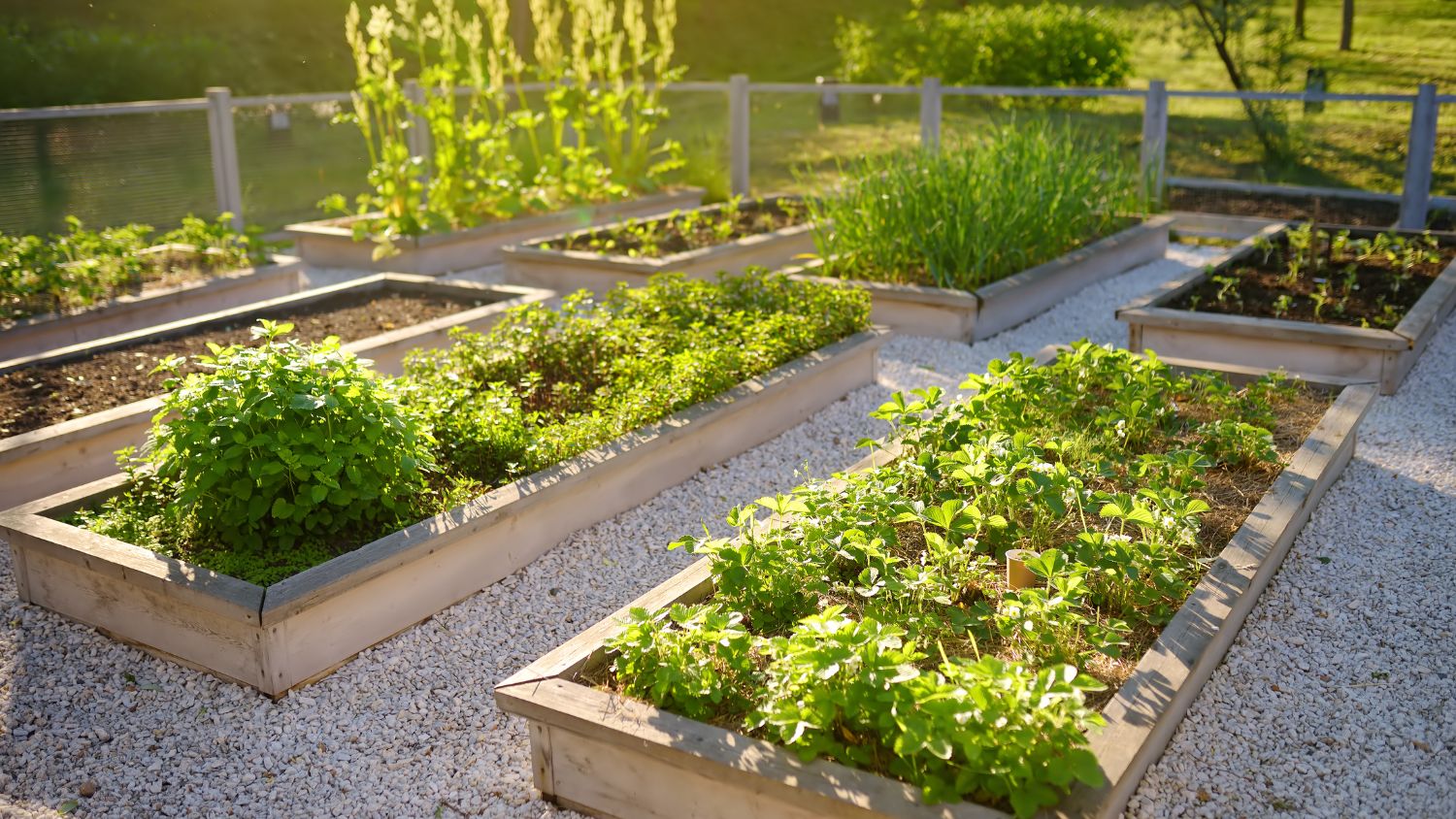 a community garden growing green plants