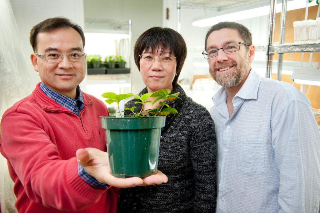 Dr. Deyu Xie, Dr. Jenny Xiang and Dr. Bob Franks study inflorescence in dogwoods.