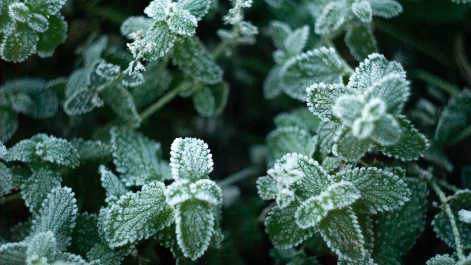 Frost covers a mint plant in a garden.