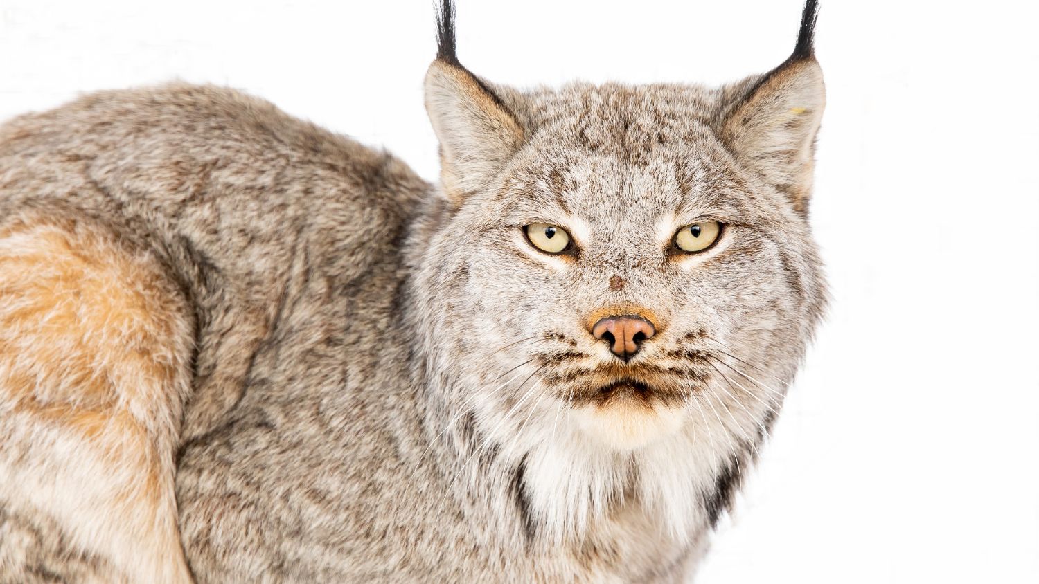 A Canada lynx in the snow staring at the camera