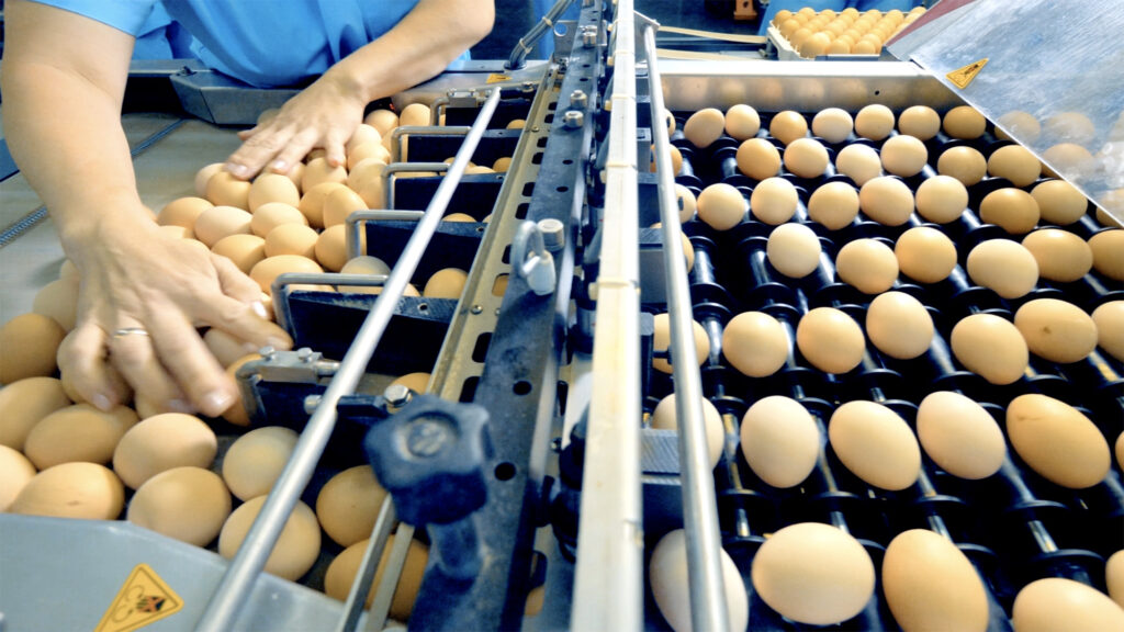 eggs on a conveyor belt