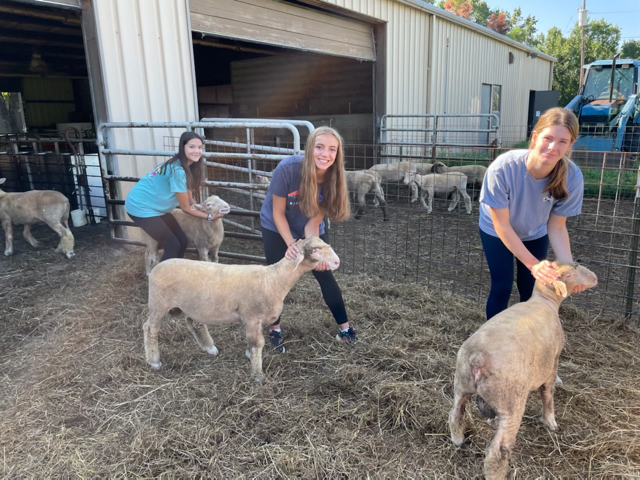 Students leading sheep