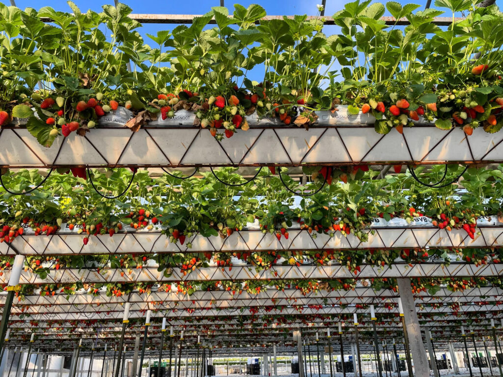 strawberries growing in a greenhouse