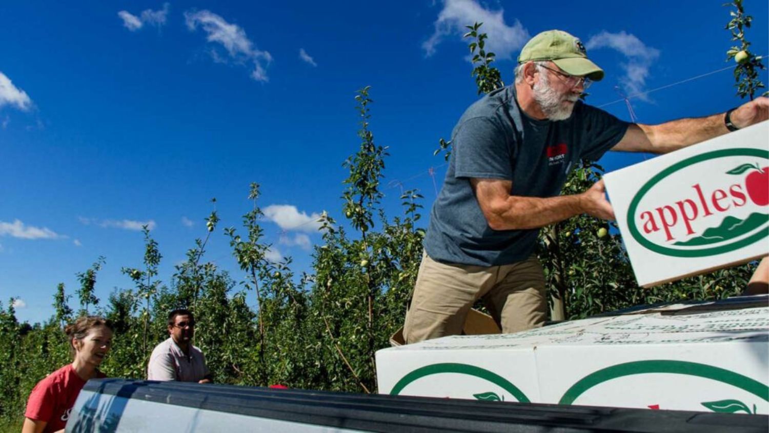 Jim Walgenbach loading apples to help with pest problems