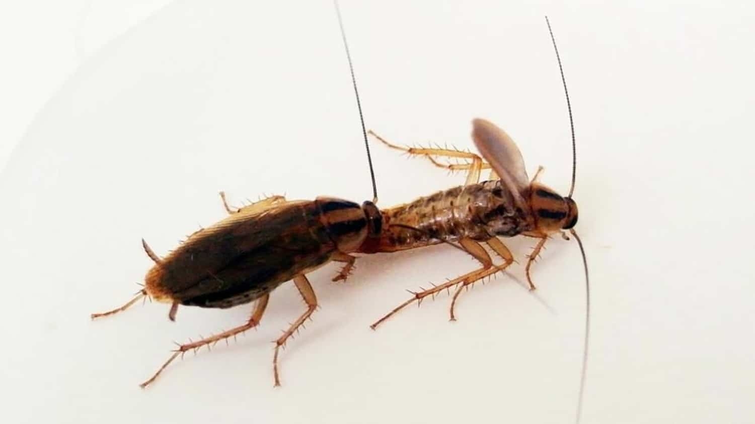 A male cockroach offers his abdomen to a female cockroach
